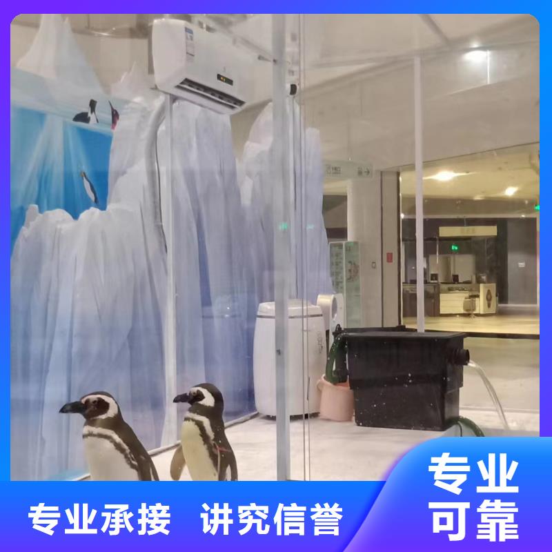 海洋主题动物表演动物表演从业经验丰富