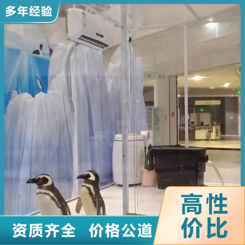 羊驼出租视频-河南省信阳市兮洋羊驼出租可服务区域光山|息县|安阳|洛阳|郑州|商丘|南阳等