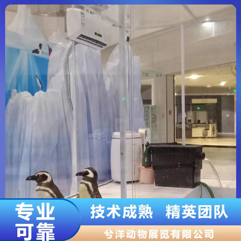 羊驼出租视频-元宝|振兴|阜新|沈阳|营口|大连|盘锦|抚顺|铁岭兮洋羊驼出租_ 兮洋动物展览(丹东市分公司)
