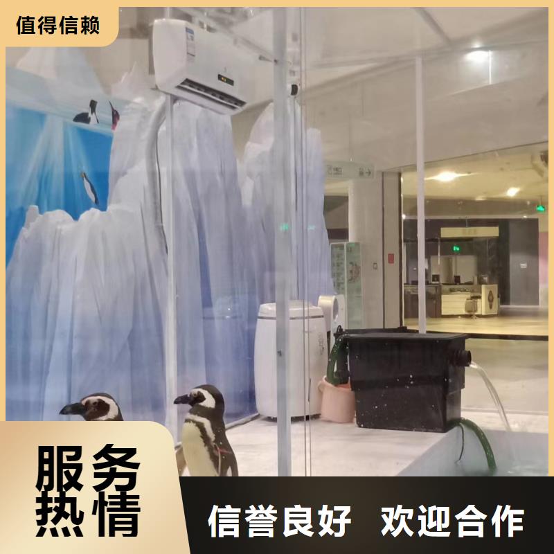 哪里有出租美人鱼表演的