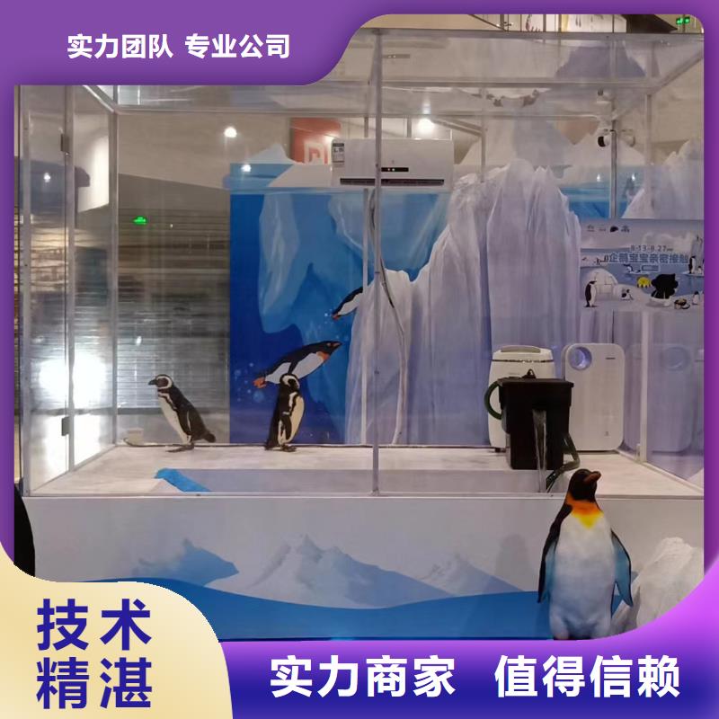海洋主题动物表演_出租动物表演