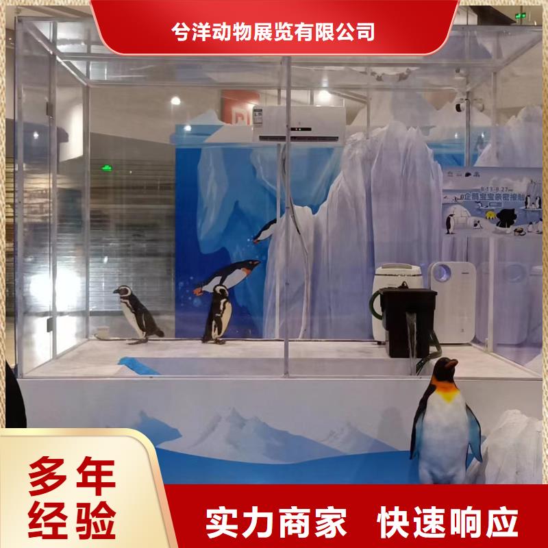 海洋主题动物表演马戏团表演讲究信誉