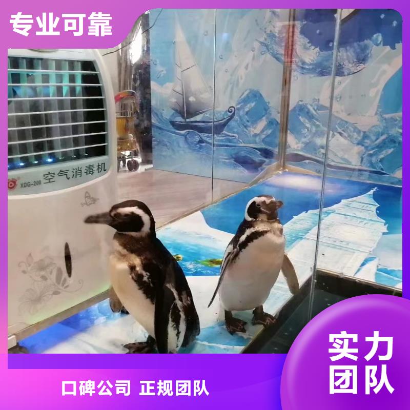 海洋主题动物表演吉祥百鸟展解决方案