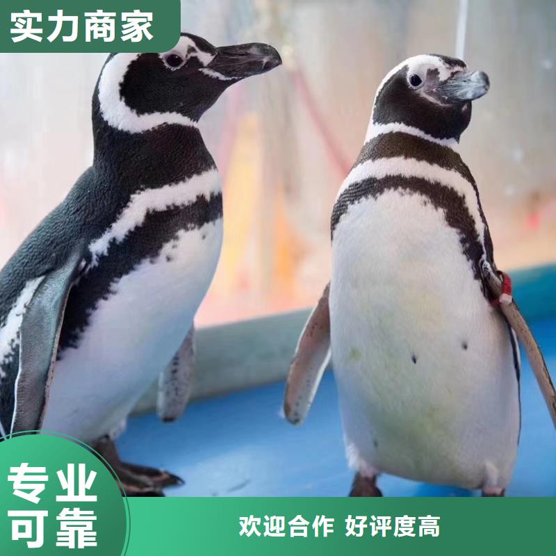 海洋主题动物表演出租动物表演