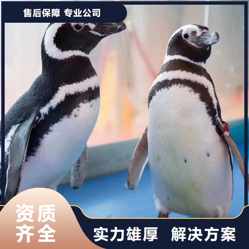 海洋主题动物表演,驯兽表演实力团队