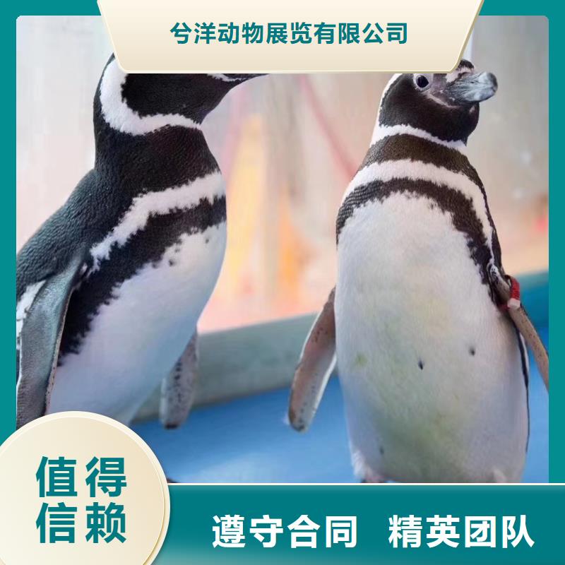 海洋主题动物表演 鹦鹉表演遵守合同