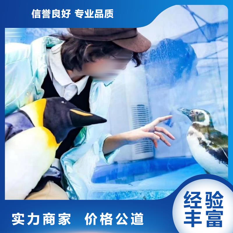 海洋主题动物表演【企鹅表演】精英团队
