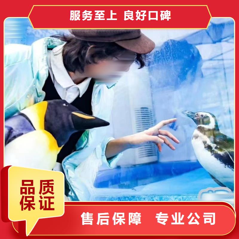 海洋主题动物表演观赏性羊驼租赁免费咨询
