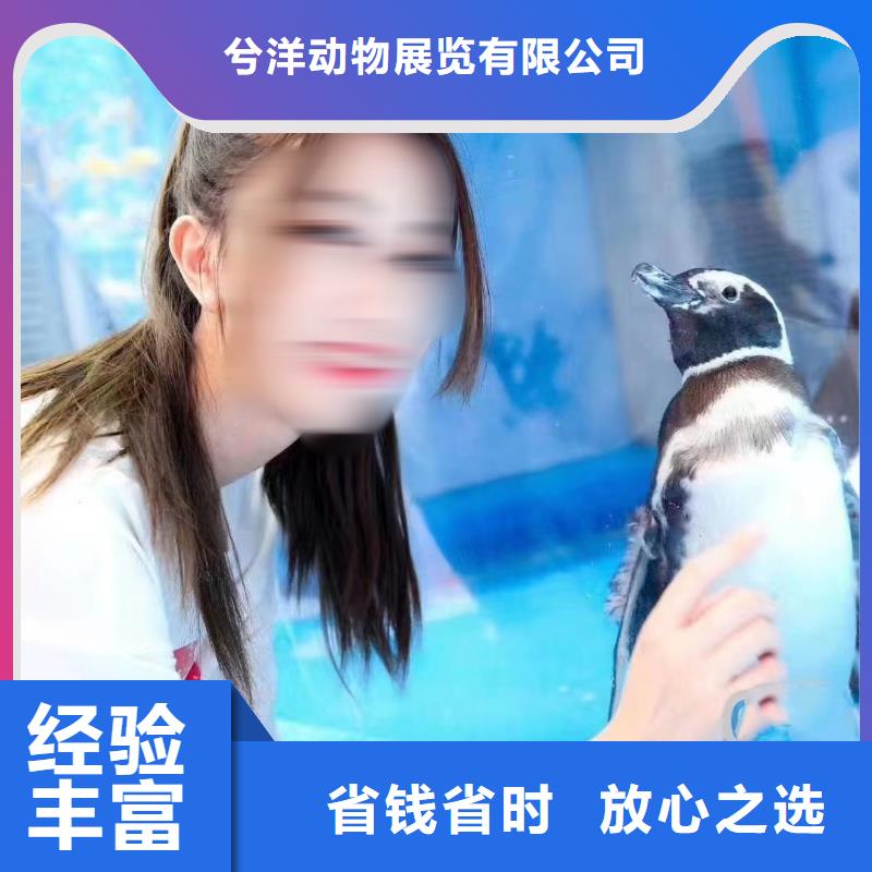 海洋主题动物表演【租赁美人鱼表演】齐全