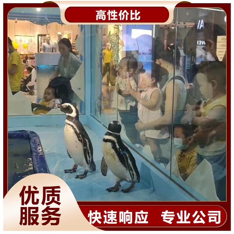 海洋主题动物表演表演羊驼租赁精英团队