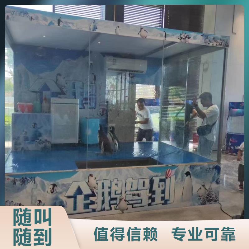 羊驼出租视频-河南省信阳市兮洋羊驼出租可服务区域光山|息县|安阳|洛阳|郑州|商丘|南阳等