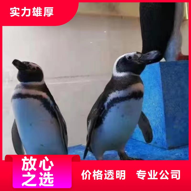 羊驼出租视频-河南省信阳市兮洋羊驼出租可服务区域光山|息县|安阳|洛阳|郑州|商丘|南阳等