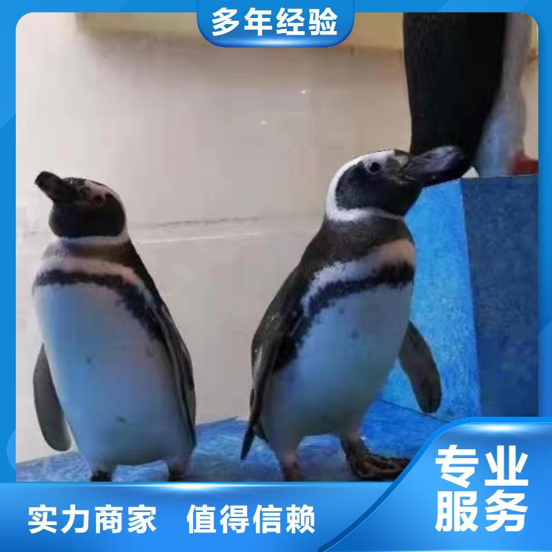 海洋主题动物表演出租企鹅质优价廉