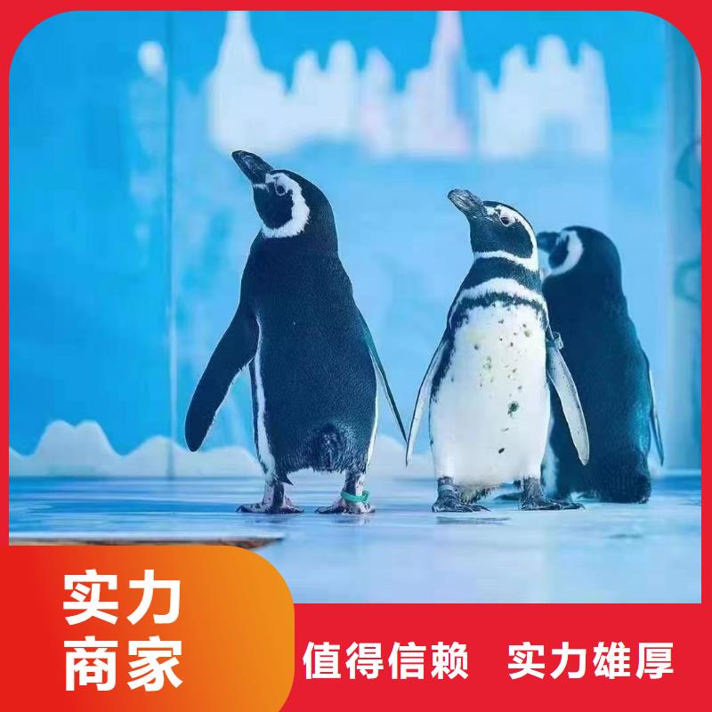 海洋主题动物表演_出租马戏表演解决方案