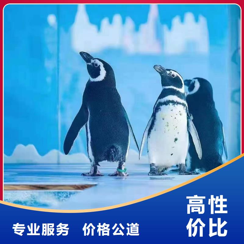 哪里有出租美人鱼表演的