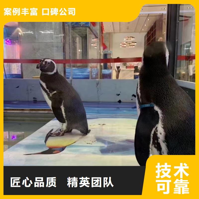 海洋主题动物表演_环球飞车表演出租长期合作