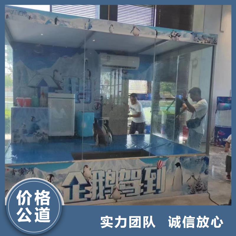 海洋主题动物表演【企鹅演出】好评度高