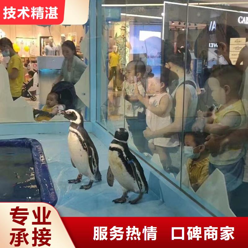 海洋主题动物表演美人鱼表演价格美丽
