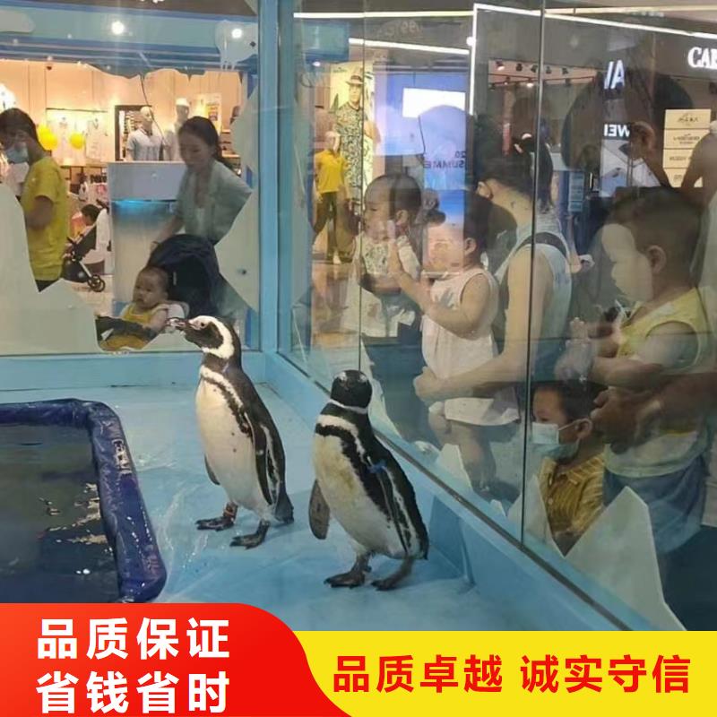 海洋主题动物表演吉祥百鸟展解决方案