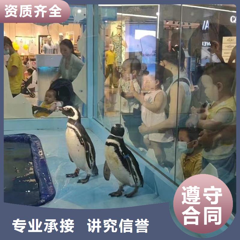 梦幻美人鱼表演出租资源丰富