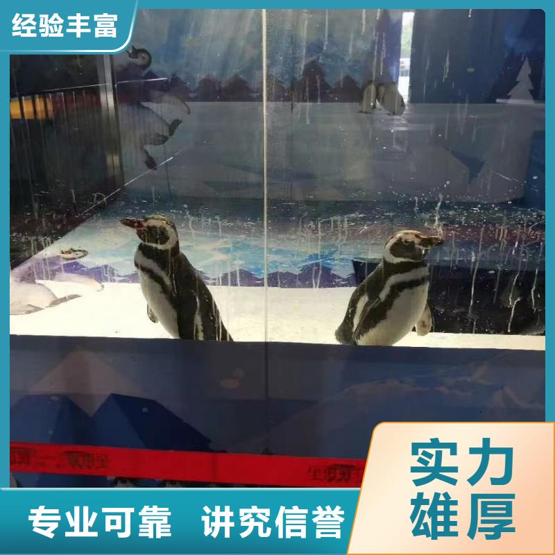 海洋主题动物表演海狮表演出租品质保证