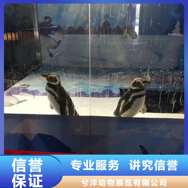 海洋主题动物表演出租羊驼齐全