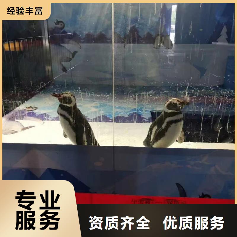 羊驼出租视频-羊驼出租-兮洋动物展览(资阳市分公司)服务区域安岳|雁江|雅安|乐山|攀枝花|阿坝