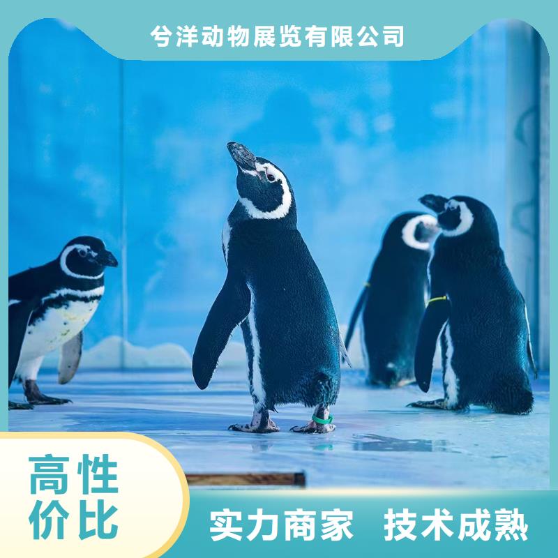 海洋主题动物表演马戏团表演欢迎合作