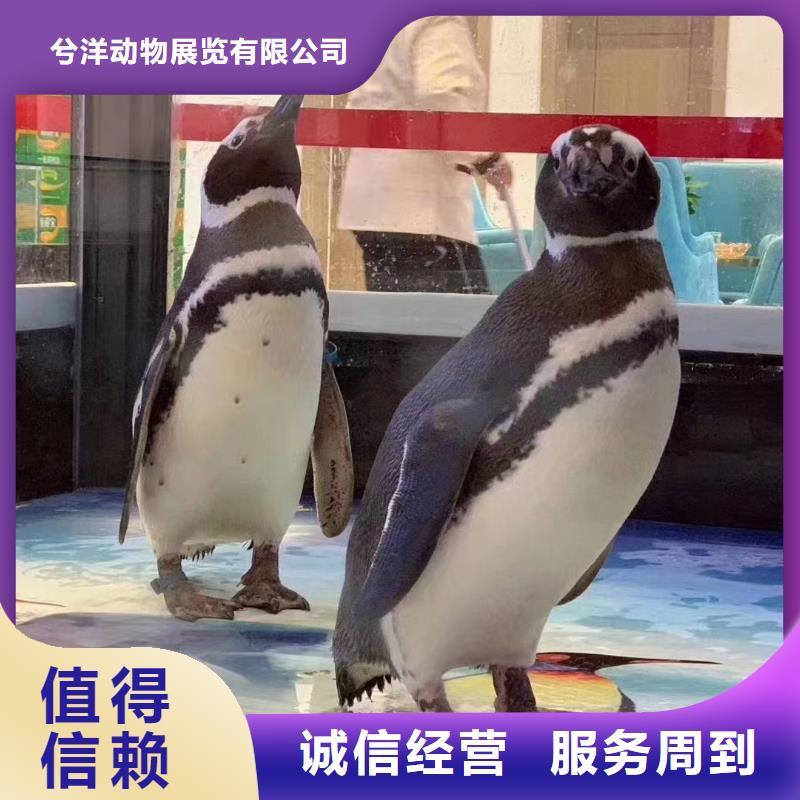 【海洋主题动物表演 出租表演企鹅匠心品质】
