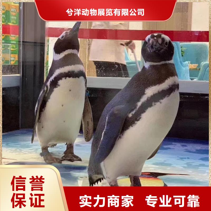 海洋主题动物表演,环球飞车表演出租2025专业的团队