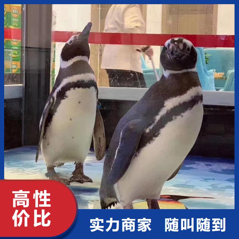 海洋主题动物表演表演羊驼租赁精英团队