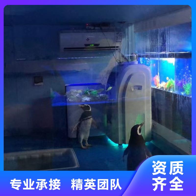 海洋主题动物表演 【海狮表演】品质卓越
