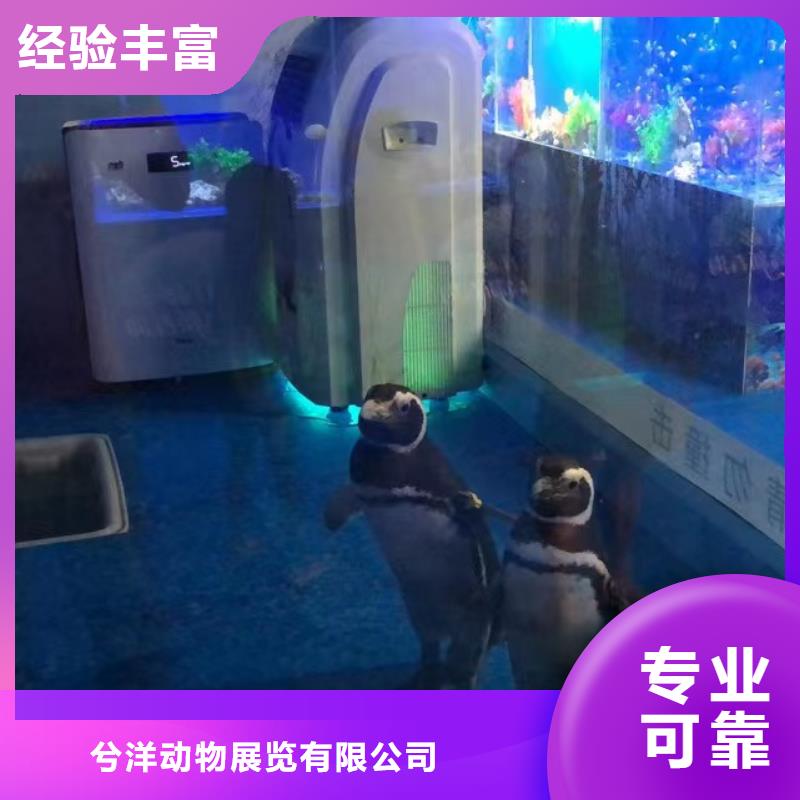 海洋主题动物表演出租企鹅质优价廉
