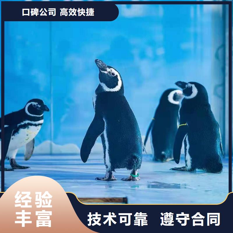 海洋主题动物表演企鹅出租表演实力公司