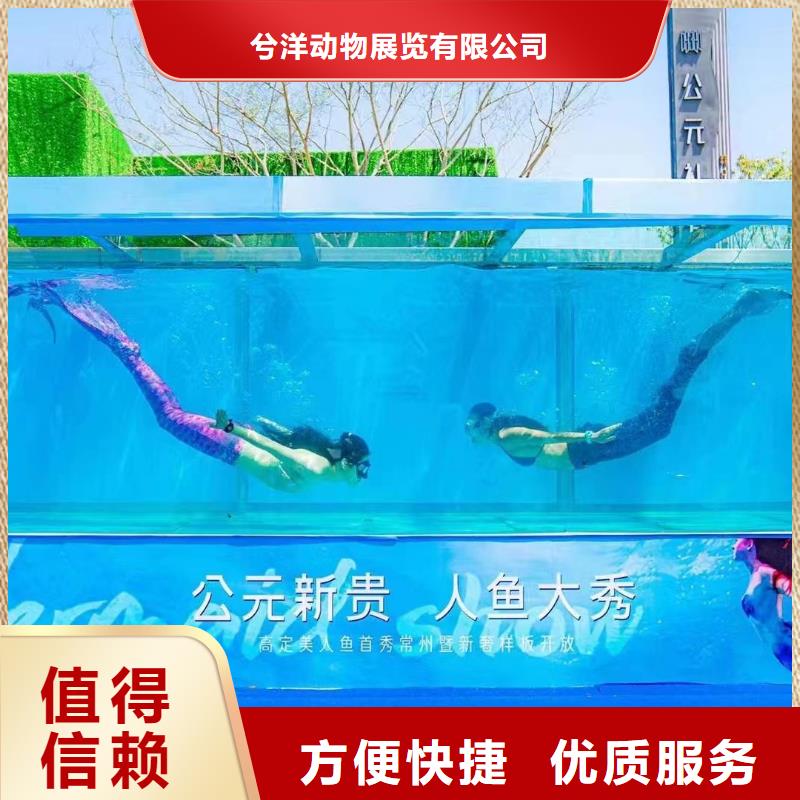海洋主题动物表演 【海狮表演】品质卓越