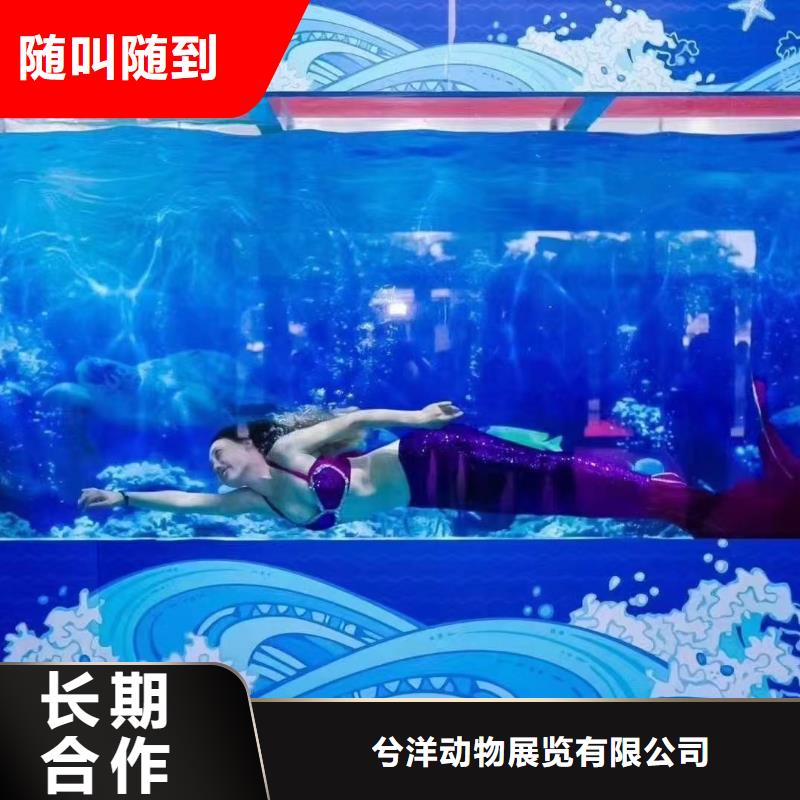 海洋主题动物表演,环球飞车表演出租2025专业的团队