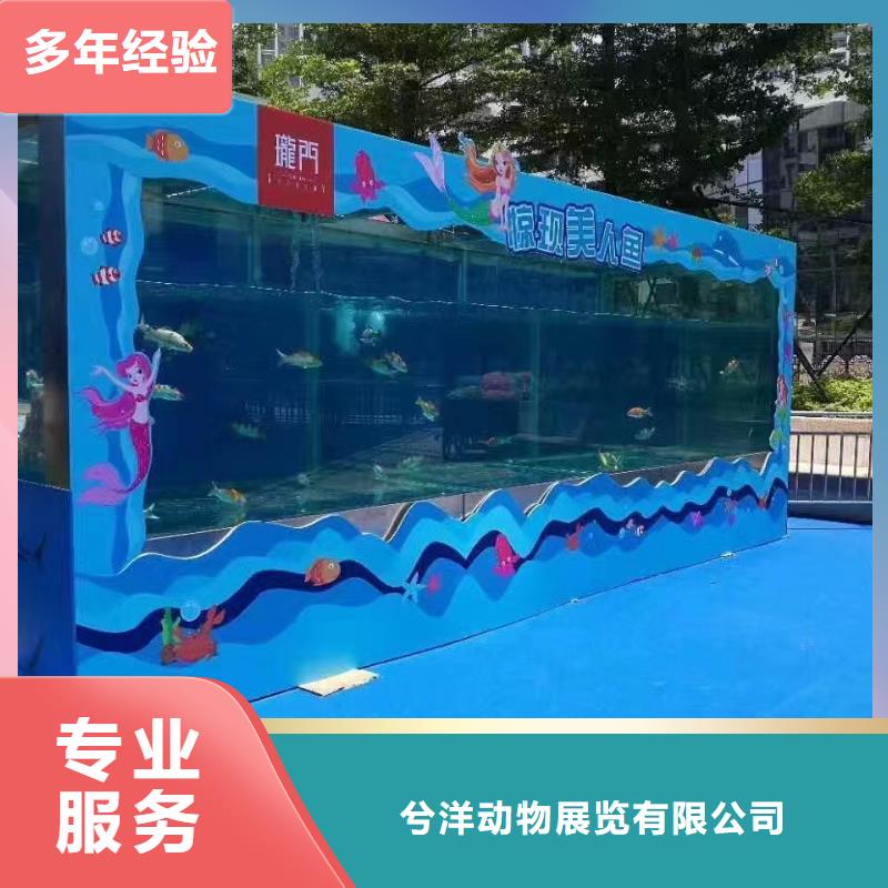 海洋主题动物表演企鹅出租表演免费咨询