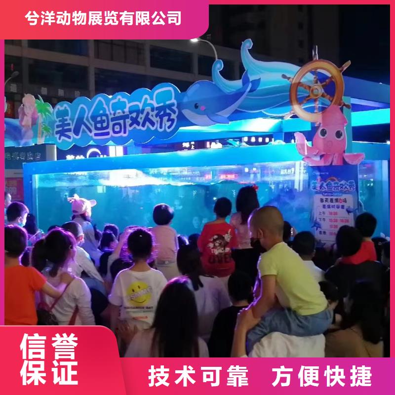 海洋主题动物表演表演动物出租知名公司