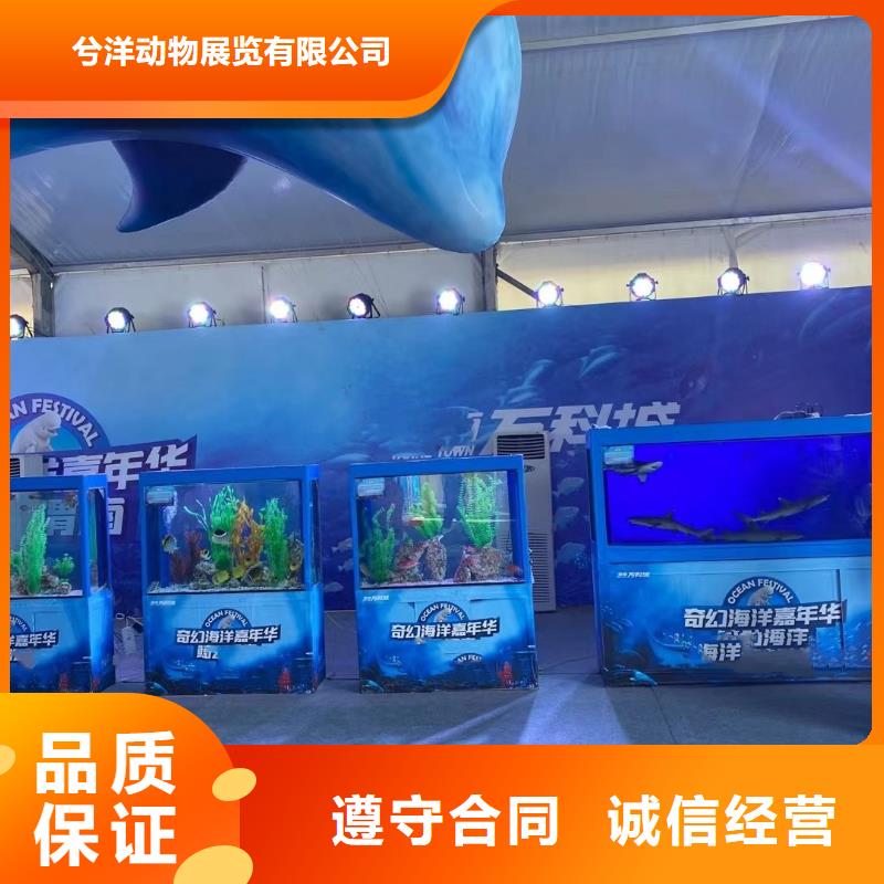 海洋主题动物表演海狮表演出租品质保证