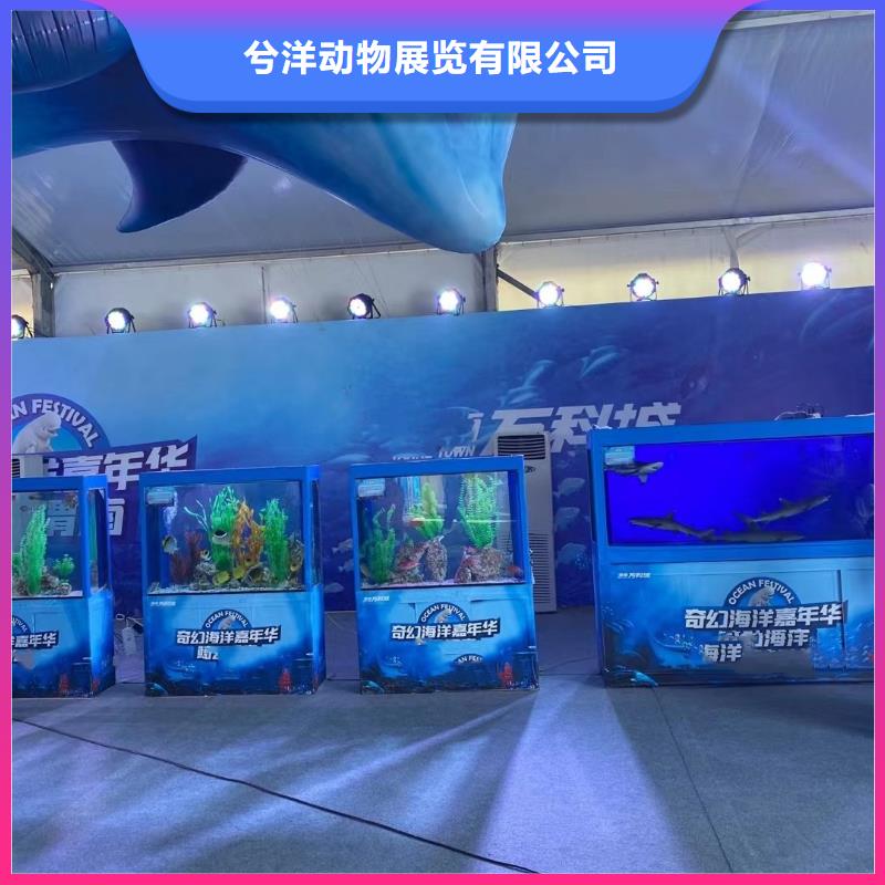 海洋主题动物表演,鹦鹉表演出租快速响应