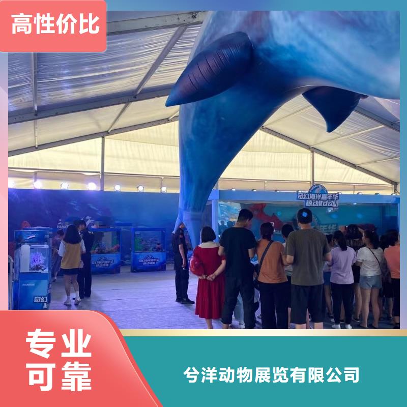 海洋主题动物表演_出租动物表演