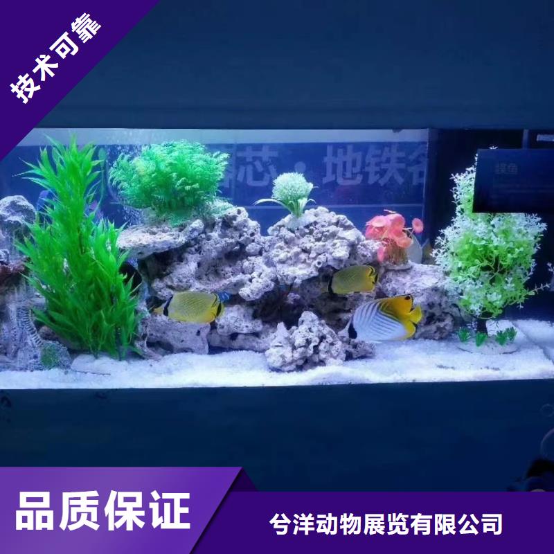 海洋主题动物表演【出租海狮表演】欢迎询价