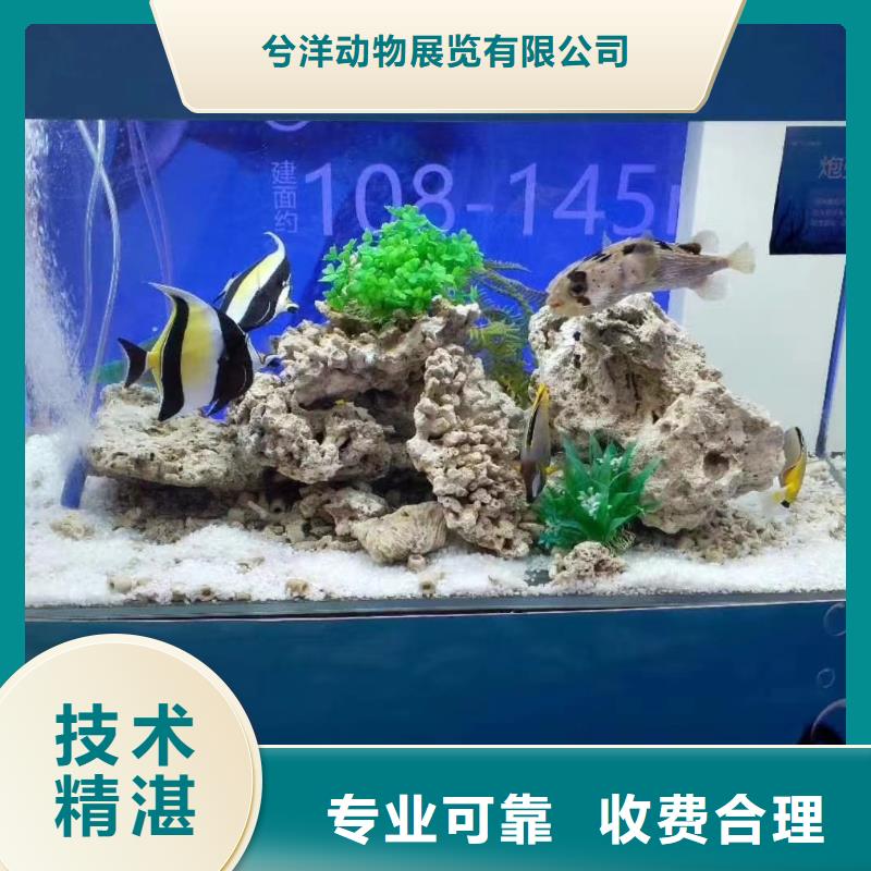 海洋主题动物表演_杂技表演欢迎询价