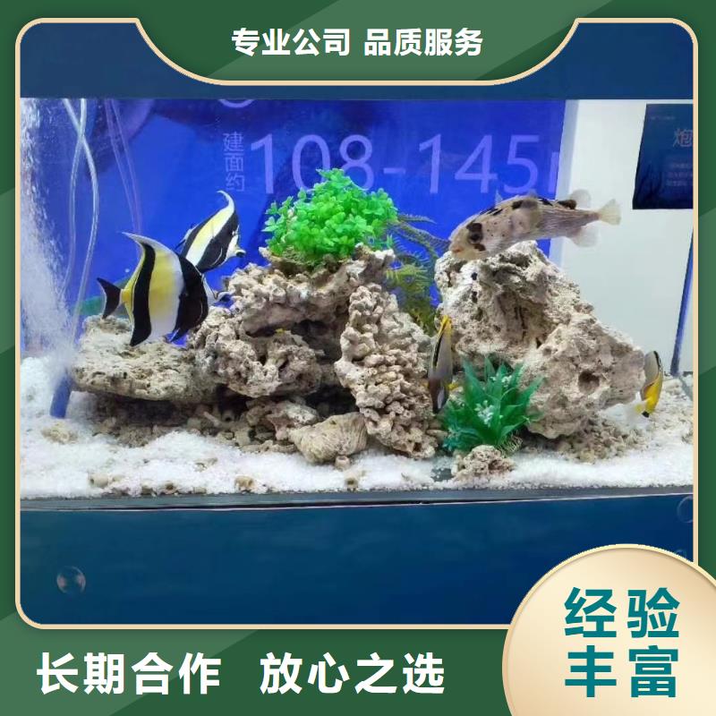 海洋主题动物表演海狮表演出租品质保证
