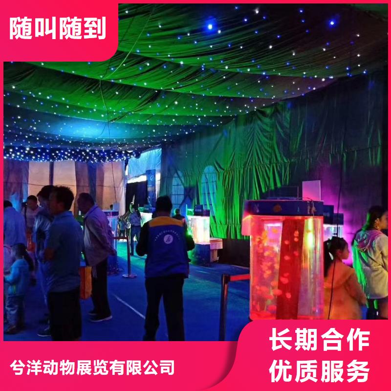 海洋主题动物表演出租羊驼齐全