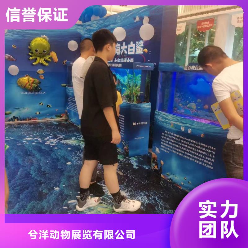 羊驼出租视频-羊驼出租-兮洋动物展览(资阳市分公司)服务区域安岳|雁江|雅安|乐山|攀枝花|阿坝
