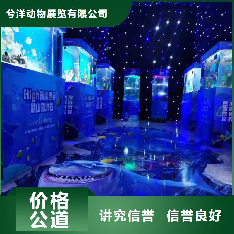 海洋主题动物表演表演动物出租知名公司