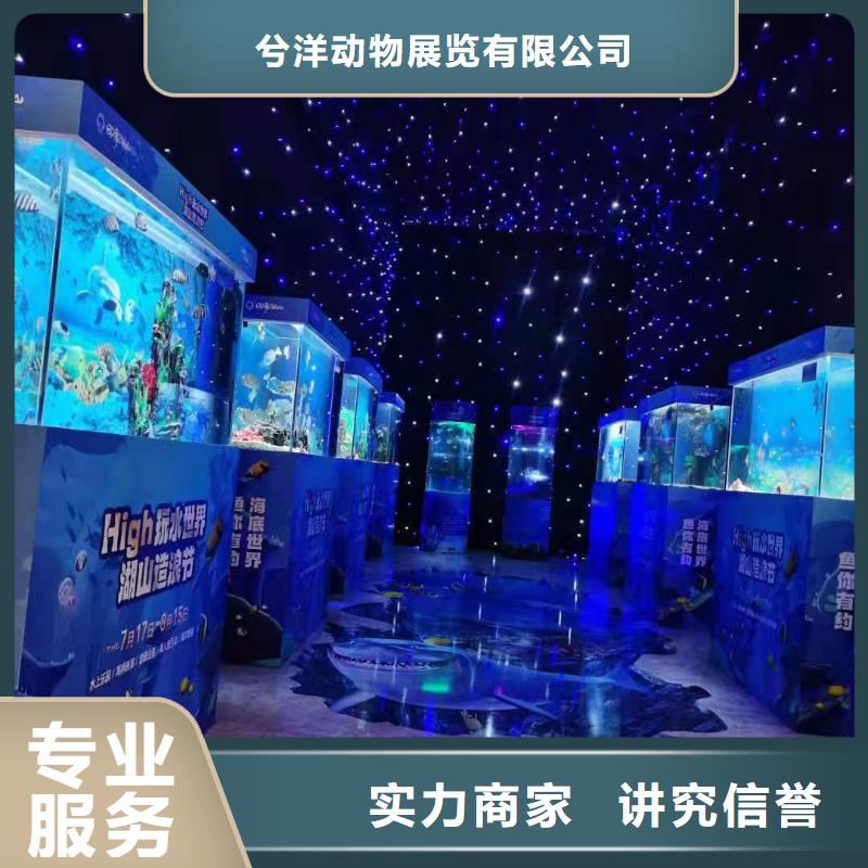 羊驼出租视频-元宝|振兴|阜新|沈阳|营口|大连|盘锦|抚顺|铁岭兮洋羊驼出租_ 兮洋动物展览(丹东市分公司)
