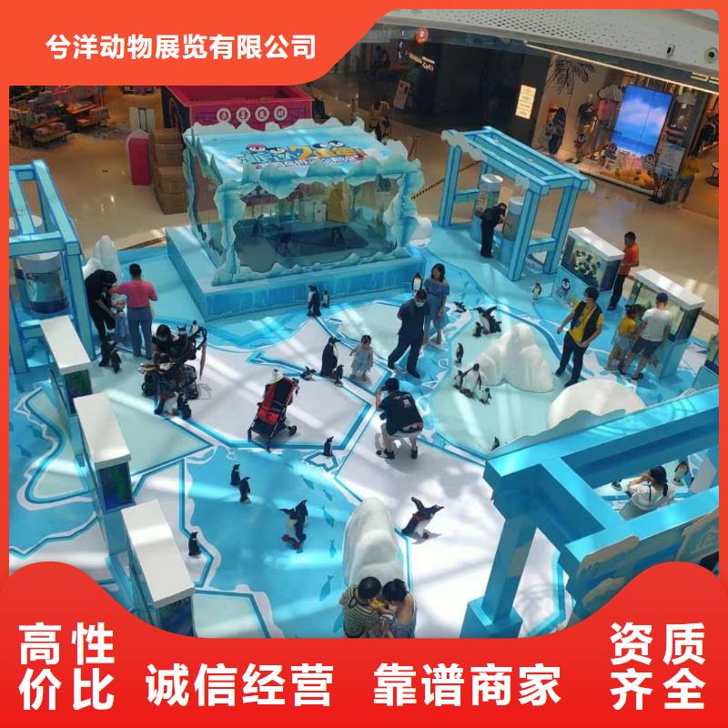 海洋主题动物表演出租羊驼齐全