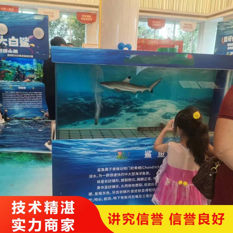 海洋主题动物表演海狮表演出租品质保证
